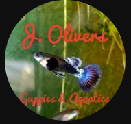 J. Olivers Guppies & Aquatics